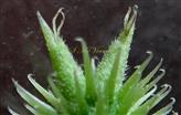 Terminal Bristles and few other hooked bristles